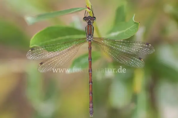 Fokus-Natur Bild