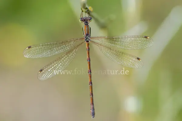 Fokus-Natur Bild