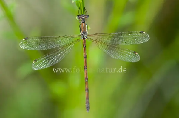 Fokus-Natur Bild