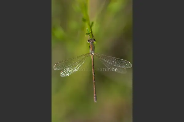 Fokus-Natur Bild