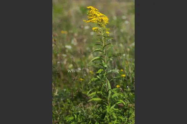 Fokus-Natur Bild