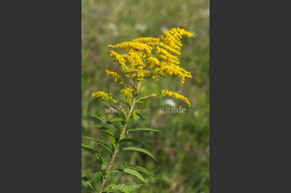 Fokus-Natur Bild