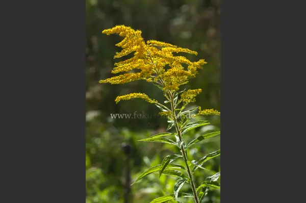 Fokus-Natur Bild