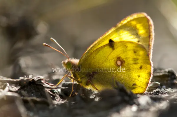 Fokus-Natur Bild
