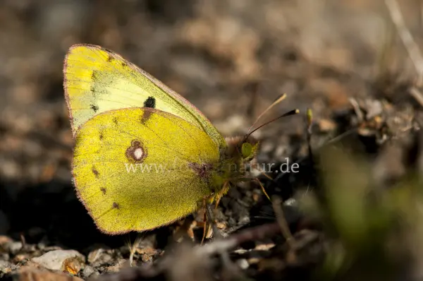 Fokus-Natur Bild