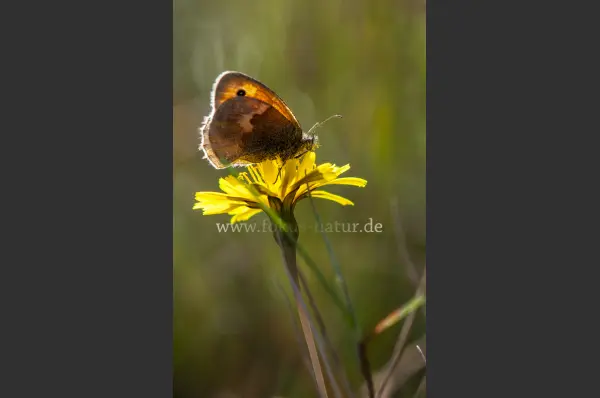 Fokus-Natur Bild