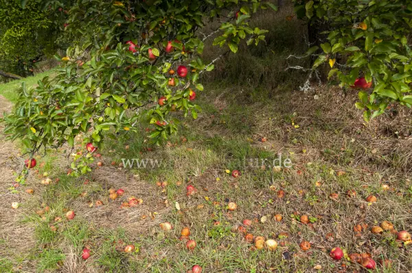 Fokus-Natur Bild