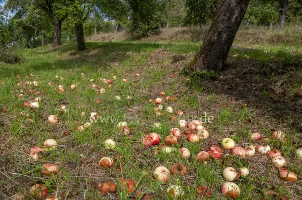 Fokus-Natur Bild