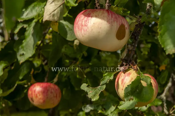 Fokus-Natur Bild