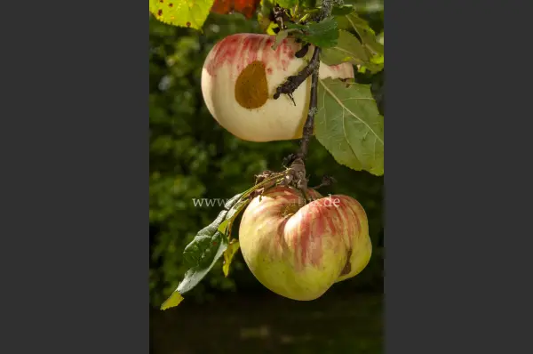 Fokus-Natur Bild
