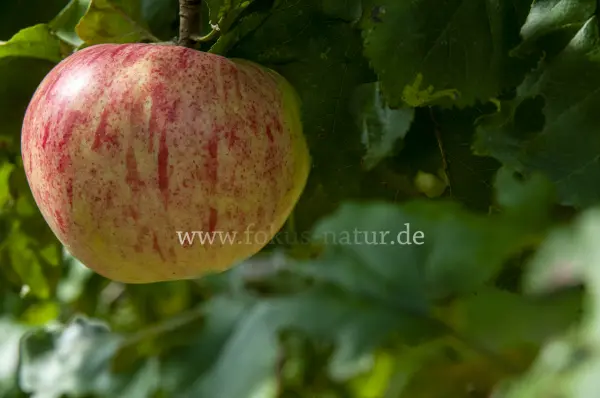 Fokus-Natur Bild
