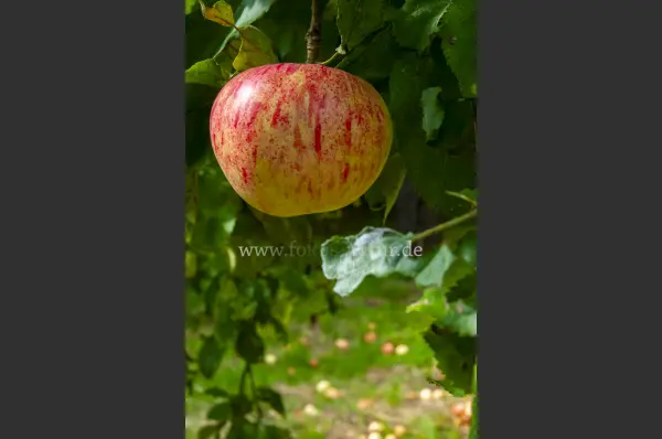 Fokus-Natur Bild