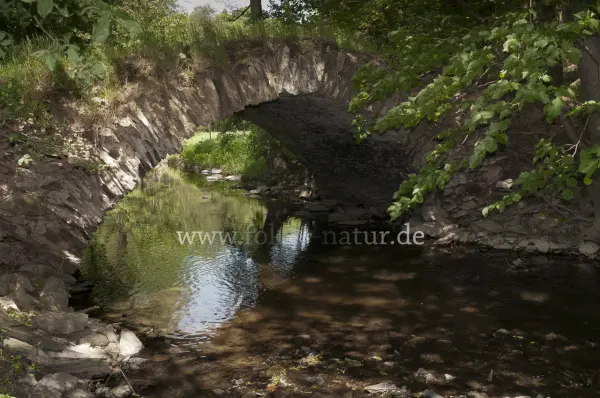Fokus-Natur Bild