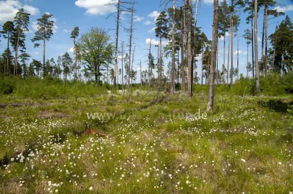 Fokus-Natur Bild