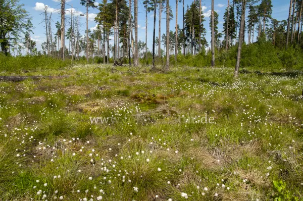 Fokus-Natur Bild