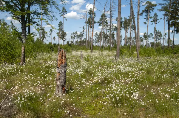 Fokus-Natur Bild