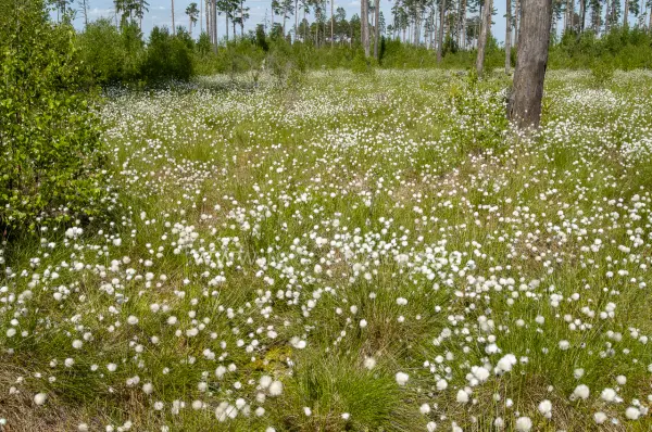 Fokus-Natur Bild