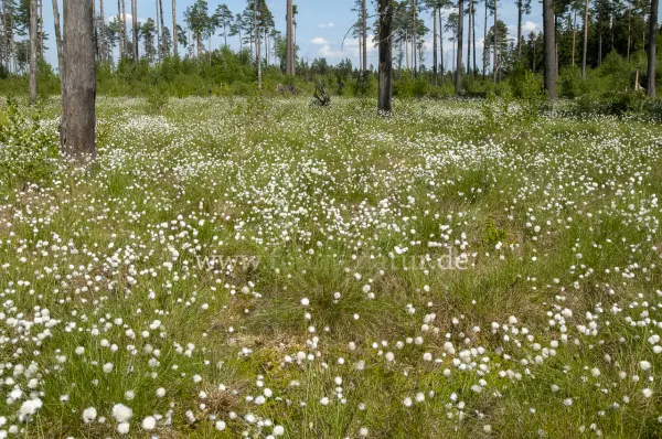 Fokus-Natur Bild