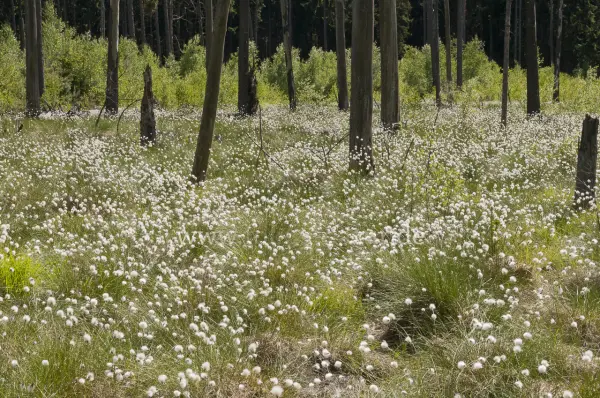 Fokus-Natur Bild