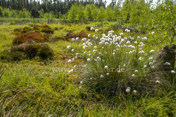 Fokus-Natur Bild