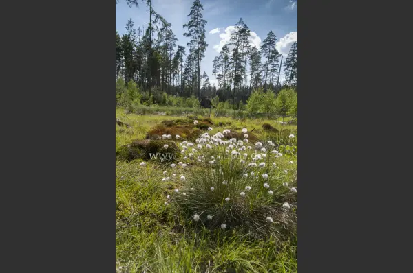 Fokus-Natur Bild
