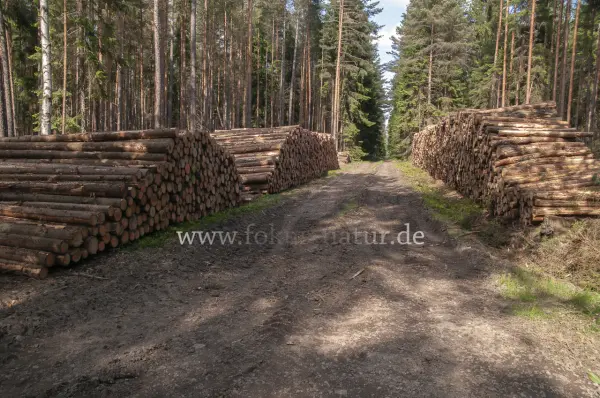 Fokus-Natur Bild