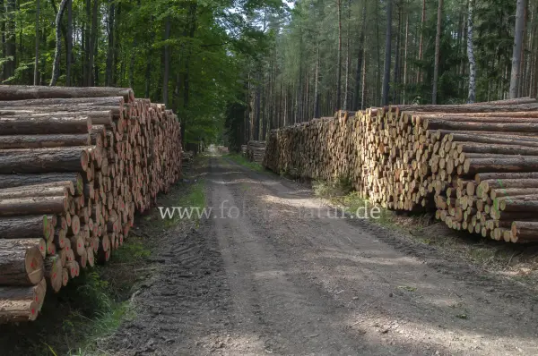 Fokus-Natur Bild