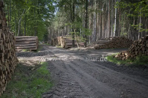 Fokus-Natur Bild