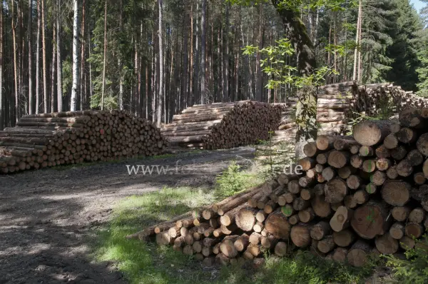 Fokus-Natur Bild