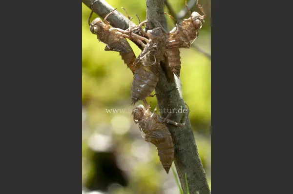Fokus-Natur Bild