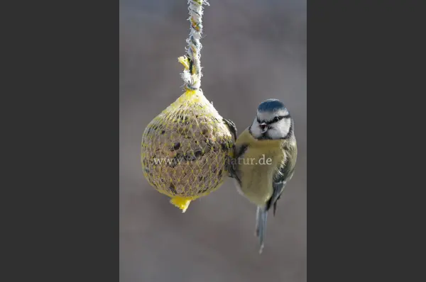 Fokus-Natur Bild