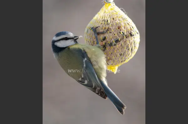 Fokus-Natur Bild