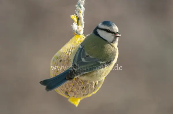 Fokus-Natur Bild