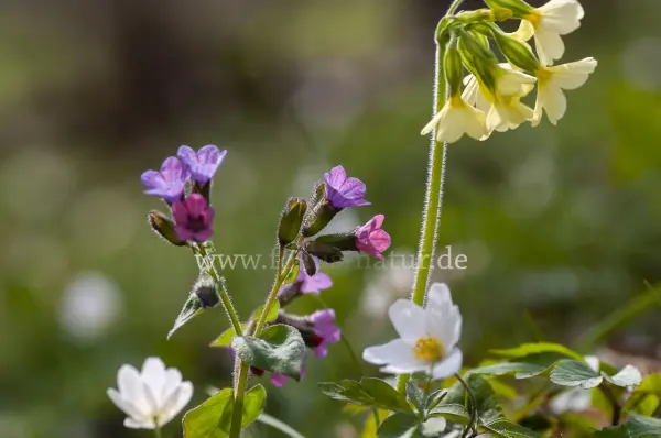 Fokus-Natur Bild