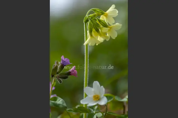 Fokus-Natur Bild