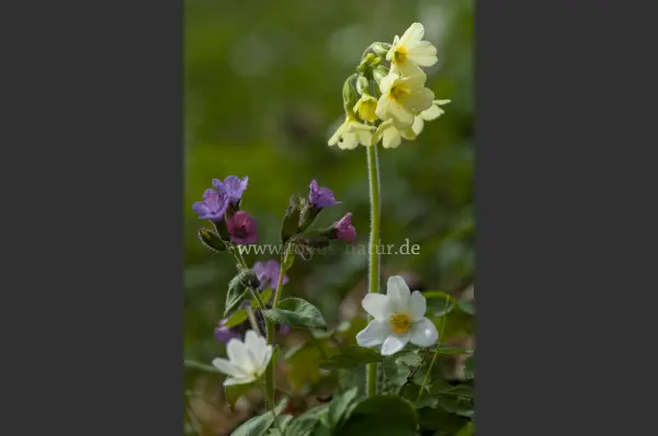 Fokus-Natur Bild