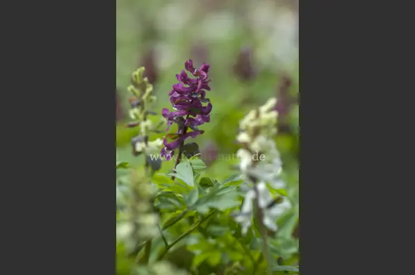 Fokus-Natur Bild