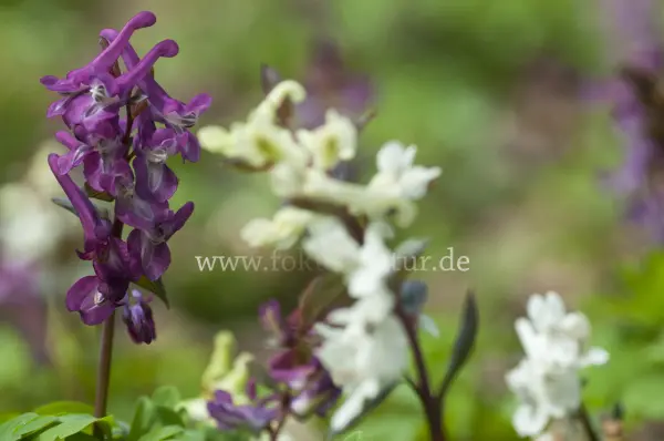 Fokus-Natur Bild