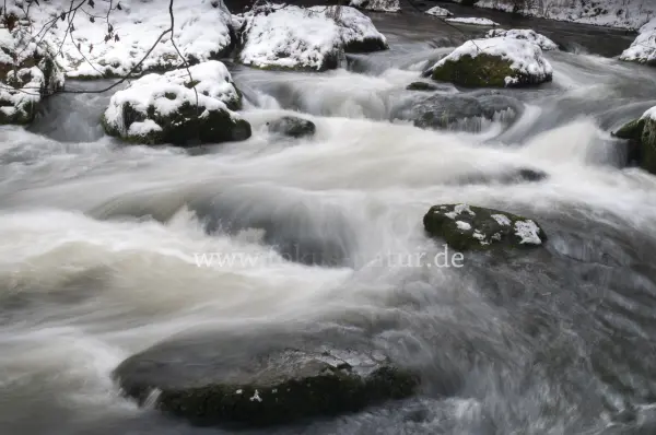 Fokus-Natur Bild