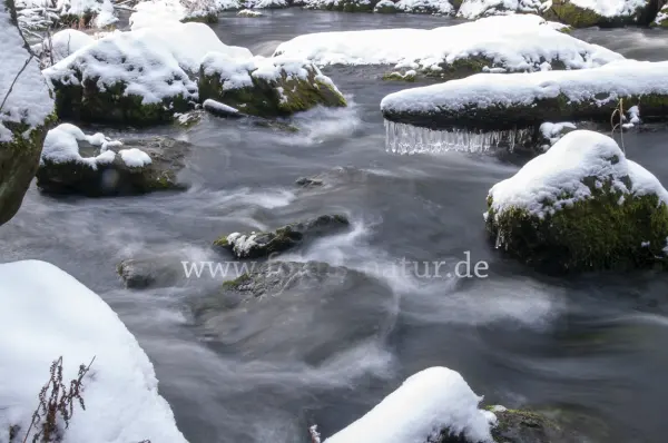 Fokus-Natur Bild