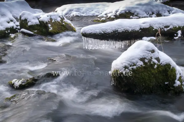 Fokus-Natur Bild