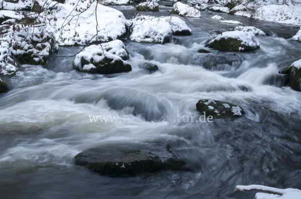 Fokus-Natur Bild