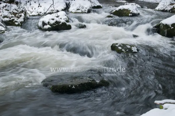 Fokus-Natur Bild