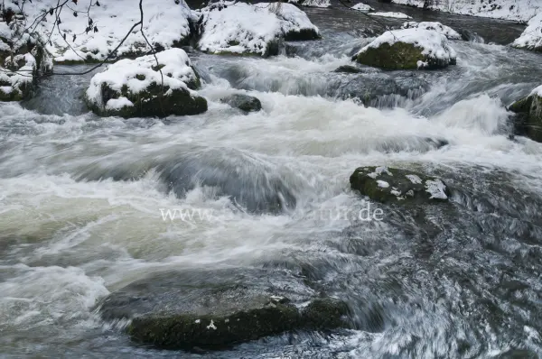 Fokus-Natur Bild