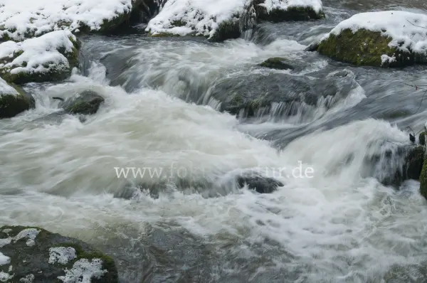Fokus-Natur Bild