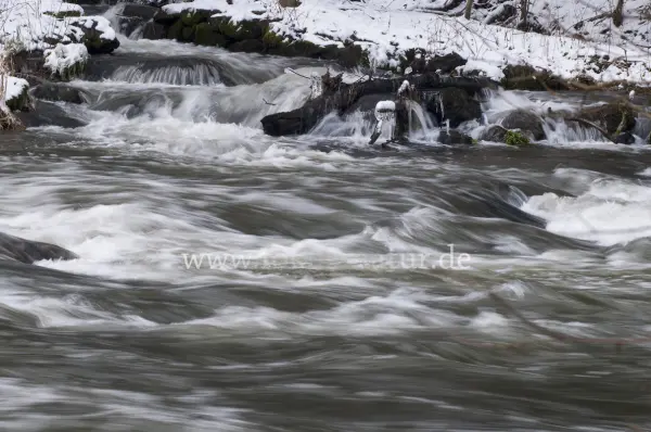 Fokus-Natur Bild