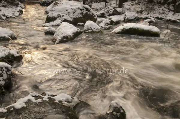 Fokus-Natur Bild