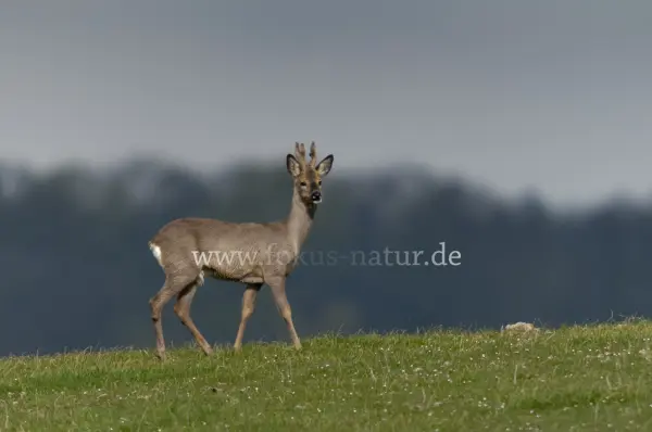 Fokus-Natur Bild