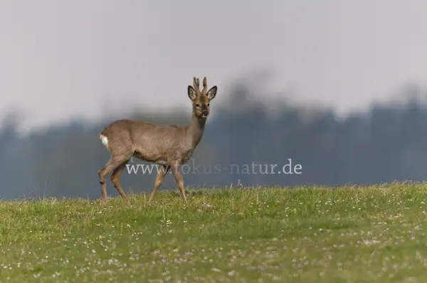 Fokus-Natur Bild