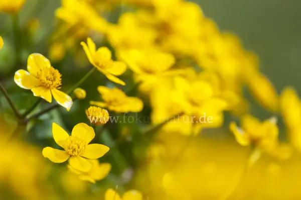 Fokus-Natur Bild